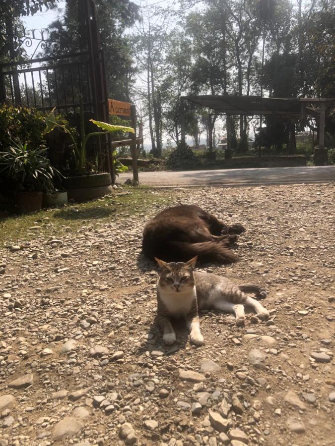 Tara Guesthouse - Sauraha,Chitwan Bagian luar foto